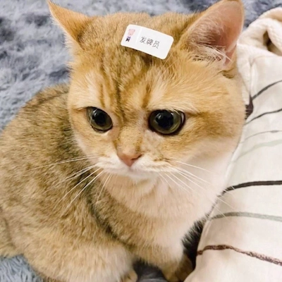赵青然 photo